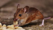 24 Hour & Emergency Exterminators in Tomball, TX